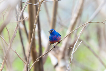 A small blue bird, a rose-bellied bunting, Passerina rositae, is perched on a tree branch in Mexico.