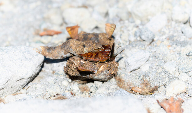 A reddish Mapwing butterfly, Hypanartia trimaculata, ssp. autumna, is perched on a rock in Mexico.