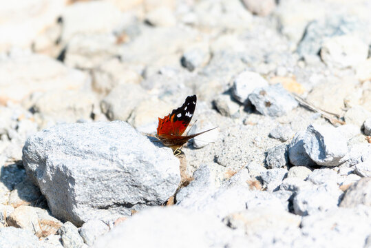 A reddish Mapwing butterfly, Hypanartia trimaculata, ssp. autumna, is perched on a rock in Mexico.