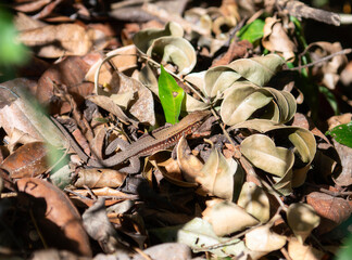 A lizard, Rainbow Ameiva, Holcosus undulatus, with its distinctive markings, is on a bed of dry leaves in the forest in Mexico.
