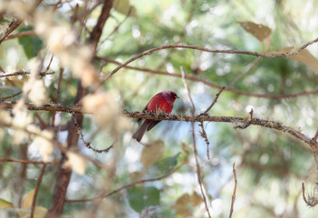 A gorgeous pink-headed warbler, Cardellina versicolor, perched in a tree in Chiapas, Mexico.