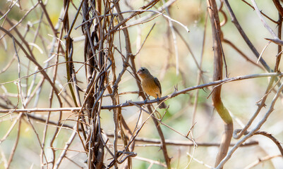 A female orange-breasted bunting, Passerina leclancherii, is perched on a tree branch in Mexico.