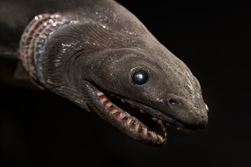 Detail of the head of a plastic prehistoric shark.