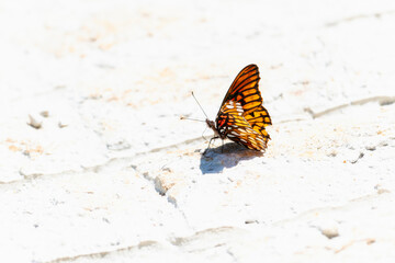 Fototapeta na wymiar A Mexican Silverspot butterfly, Dione moneta, butterfly, perched on the ground in Mexico.