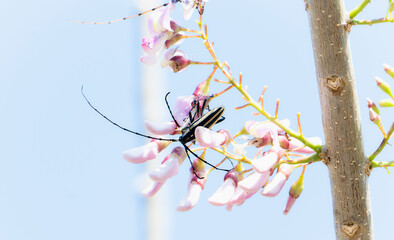 A longhorn beetle, Sphaenothecus trilineatus, perched on a vibrant pink flower in Mexico.