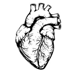 Anatomical Human Heart Line Art Vector Illustration
