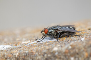 Close-up of a Flesh-Fly (Sarcophaga carnaria)