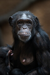 A female chimpanzee with a cub.
