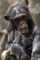 A female chimpanzee with a cub.