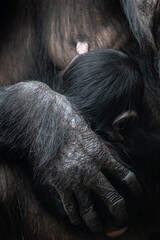 A chimpanzee's hand protects a cub.