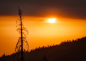 Sequoia Sunset