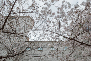 桜の花が咲き誇る宝塚の花のみち　春爛漫
