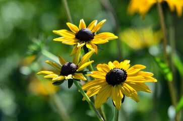 Black-Eyed Susans