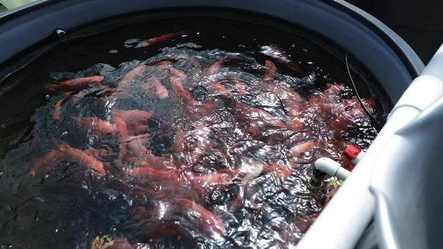 Telapia estanque - Acuaponia 2