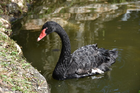 Black Swan