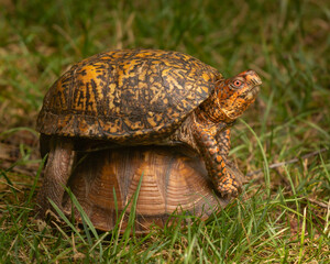 Eastern Box Turtles mating