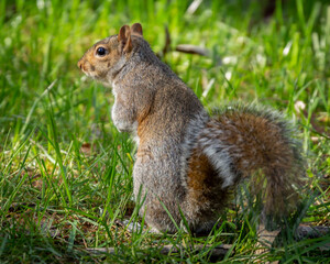 Eastern Gray squirrel