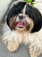 shih tzu dog
