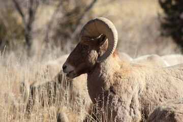Big Horn Sheep
