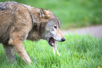 Salivating wolf hangs tongue out 