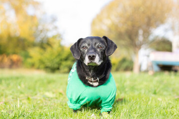 Black small old dog in a green jacket. Dog on the grass in summer. Gray muzzle of a dog.