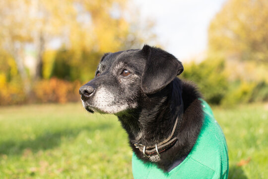 Portrait of an old gray black dog in the park. Green grass in summer.