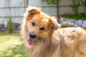 Portrait of a large fluffy red dog in the yard in summer. The dog opened its mouth and stuck out its tongue.