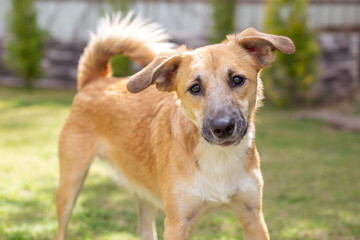 A large young red dog in the yard. Dog in summer.