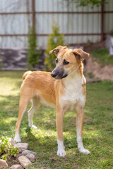 A young red dog in the yard. Dog in summer. Looking away.