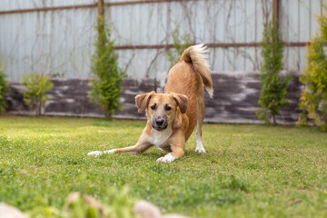 A red dog plays in the yard in summer.