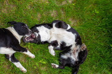 The black dog is angry at the other. The dog bared its teeth. Two black and white dogs on the grass in summer.
