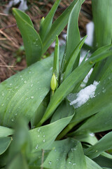 Spring Frost Covering Tulip and Garden with Snow