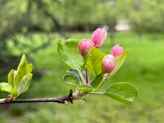 Apple blossoms appearing in spring time.