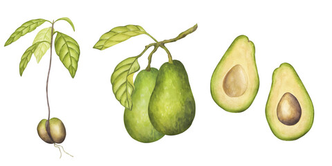 Avocado banner set sprout, whole fruits on a branch, cut halves. Green leaves. Vegetable painting. Vegan food menu recipes cookbooks. Hand drawn watercolor illustration isolated on white background.