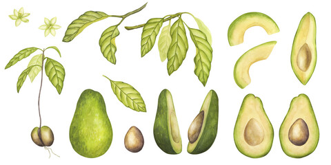 Avocado banner set whole, cut halves, pieces, slices. Green leaves flower. Fruit vegetable painting. Vegan food menu recipes cookbooks. Hand drawn watercolor illustration isolated on white background
