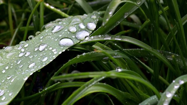 rain nature in spring background video 4k 30fps