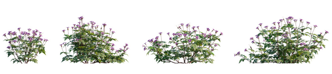 Geranium robertianum - Herb Robert, cranesbill, plant with pink flowers set frontal isolated png on a transparent background perfectly cutout  - obrazy, fototapety, plakaty