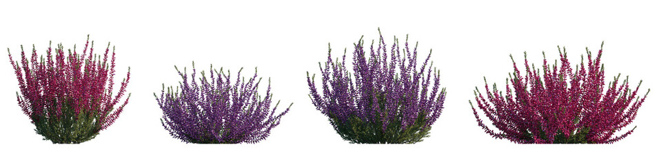 Calluna vulgaris (common, scotch, scottish heather, ling, heather) shrub plant set frontal bush isolated png on a transparent background perfectly cutout
 - obrazy, fototapety, plakaty