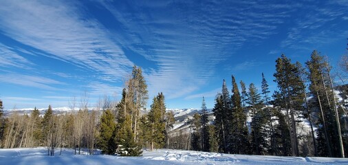 winter landscape with trees