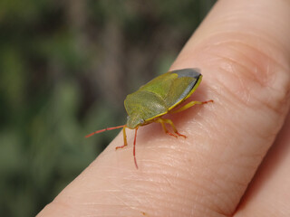 Spring generation gorse shield bug (Piezodorus lituratus) sitting on a finger