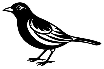 bird vector illustration