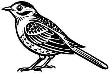 bird vector illustration