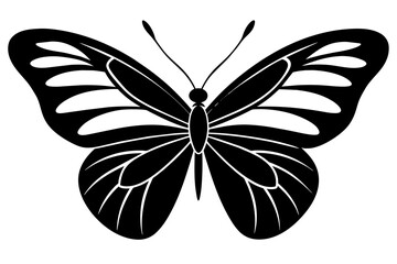 butterfly vector illustration