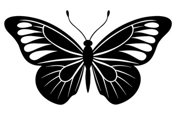 butterfly vector illustration