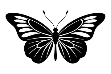 butterfly vector illustration