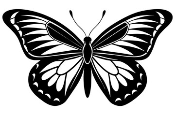 butterfly vector illustration
