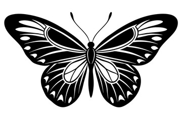 butterfly vector illustration