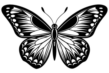 butterfly vector illustration