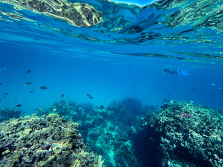 Diving and snorkelling at Lady Musgrave Island, on the Great Barrier Reef, Queensland, Australia