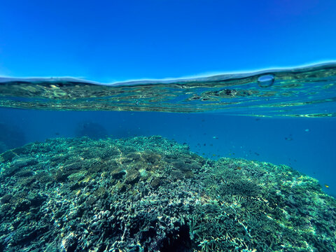 Diving and snorkelling at Lady Musgrave Island, on the Great Barrier Reef, Queensland, Australia